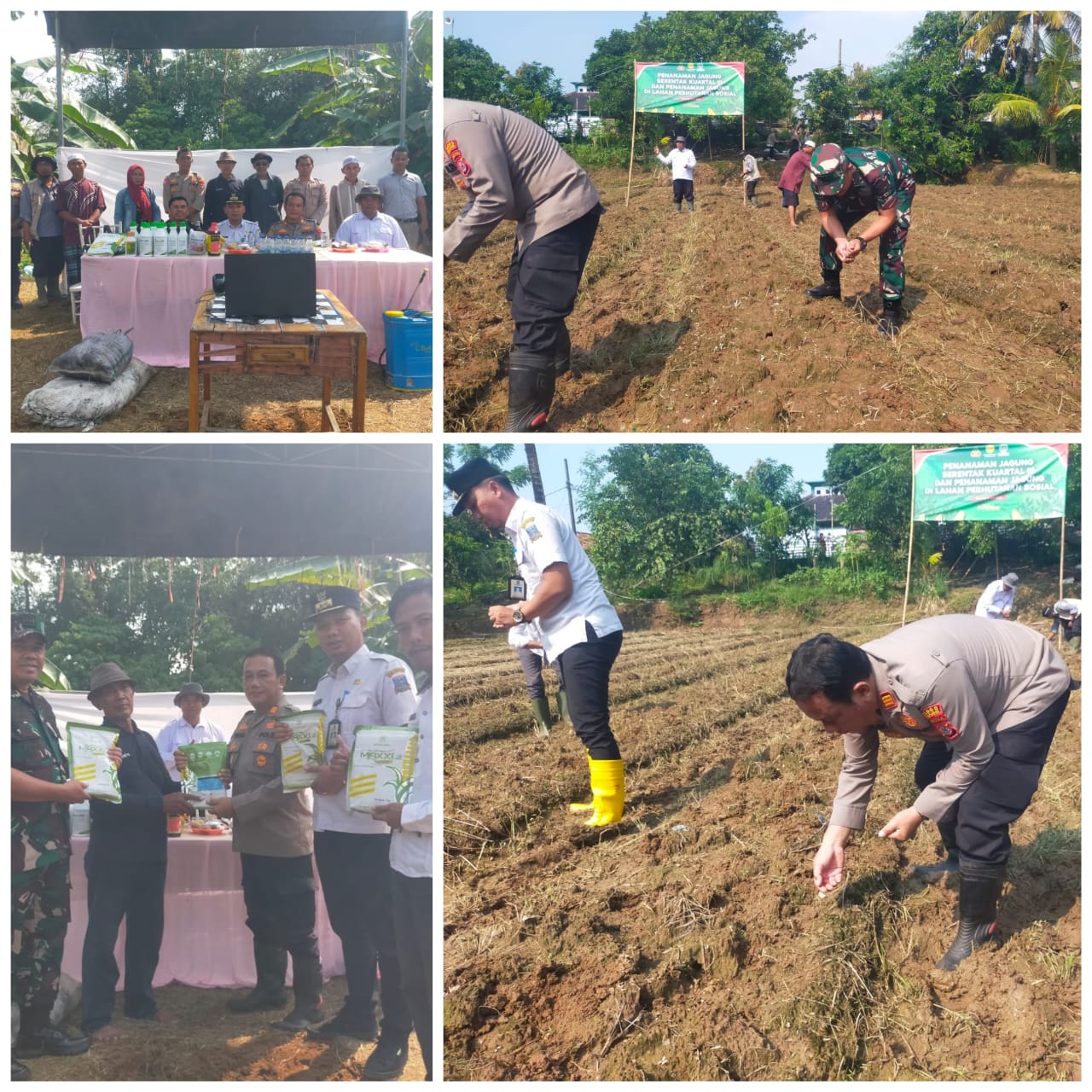 camat-tanara-beserta-kepala-desa-bendung-kapolsek-tanara-dan-danramil-tanara-melakukan-penanaman-jagung-di-salah-satu-desa-di-kecamatan-tanara